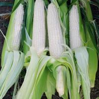 Stud Premium Sweet Corn Processor Crookham