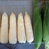 Stud Premium Sweet Corn Processor Crookham