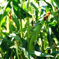 Stud Sweet Corn Processor Crookham Seed Company