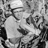 Sugar Buns Sweet Corn Crookham Company