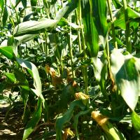 Sweetness Sweet Corn Crookham Company