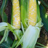 Sweetness Sweet Corn Crookham Company