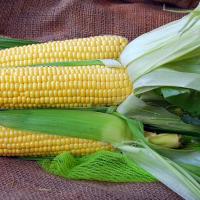 Kodiak Sweet Corn Crookham Company