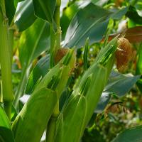 Kodiak Sweet Corn Crookham Company