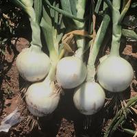 Intermediate Onion Seed Great White Crookham Company