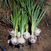 White Cloud Crookham Long Day Onion