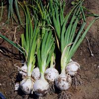 White Cloud Crookham Long Day Onion