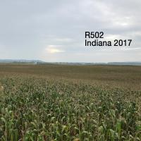 R502 Robust Popcorn Crookham Indiana 2017
