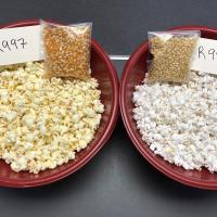 Crookham Popcorn R997