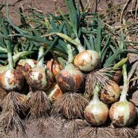 Short Day Onion Seed_Crown_Crookham Company