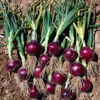 Red Rock Short Day Onion_Crookham Company New Mexico 2021