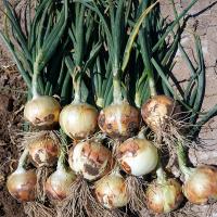 Somerset Short Day Onion Crookham_NewMexico2021