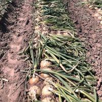 Somerset Short Day Onion Crookham_NewMexico2021