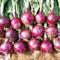 Valentine Short Day Onion Crookham Onions NewMexico
