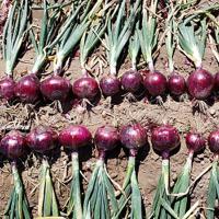 Valentine Short Day Onion Crookham Onions NewMexico