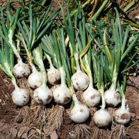 White Ace Short Day Onion_Crookham NewMexico2021