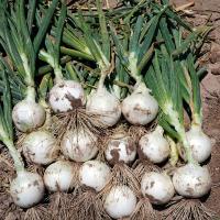 Short Day Onion Crookham Onion Seed White Castle NewMexico_2021