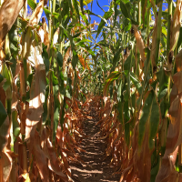 R265 Crookham Popcorn