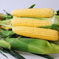 Equinox Crookham Sweet Corn Fresh Market 