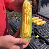 Equinox Crookham Sweet Corn Fresh Market 