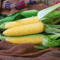 Gold Standard QuadSweets Crookham Fresh Market Sweet Corn