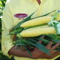 Gold Standard QuadSweets Crookham Fresh Market Sweet Corn