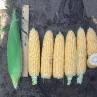 Processing Sweet Corn Crookham Company NOA