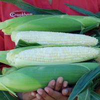 DiamondMine_QuadSweets Crookham Company Sweet Corn Seeds_Ears On Plant_Med_DSC00836.jpg