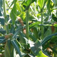 White Lightning Crookham Sweet Corn Seed Augmented