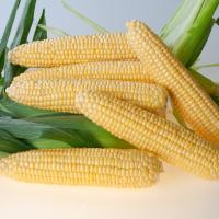 Equinox Crookham Sweet Corn Fresh Market Augmented CAPYF14-918i