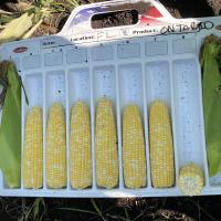 Ontario Crookham SweetCorn_B672_Processor in Florida
