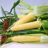 Crookham Sweet Corn Seed Allrounder