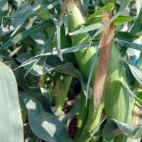 Crookham Sweet Corn Seed Allrounder