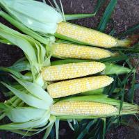 Crookham Sweet Corn Seed Allrounder