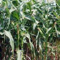 Crookham Sweet Corn Seed Allrounder