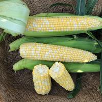 Crookham Sweet Corn Seed Allrounder