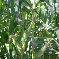 Astronaut sh2 Crookham Sweet Corn Seed
