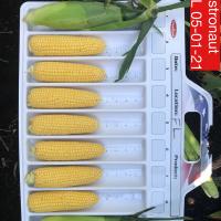 Astronaut sh2 Crookham Sweet Corn Seed