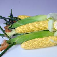 Astronaut sh2 Crookham Sweet Corn Seed