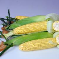 Astronaut sh2 Crookham Sweet Corn Seed