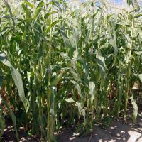 Astronaut sh2 Crookham Sweet Corn Seed