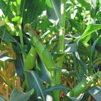 Forerunner CSAYF16-1019 Crookham Sweet Corn Seed