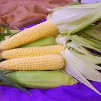 Forerunner CSAYF16-1019 Crookham Sweet Corn Seed