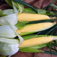 Forerunner CSAYF16-1019 Crookham Sweet Corn Seed