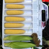 Forerunner CSAYF16-1019 Crookham Sweet Corn Seed