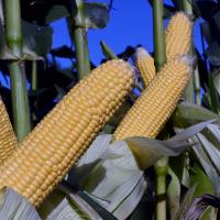 CSAYF16-1019 Forerunner Crookham Sweet Corn Seed