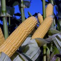 CSAYF16-1019 Forerunner Crookham Sweet Corn Seed