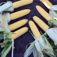 CSAYF16-1019 Forerunner Crookham Sweet Corn Seed