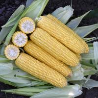CSAYF16-1019 Forerunner Crookham Sweet Corn Seed