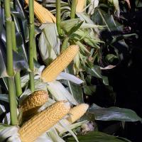 CSAYF16-1019 Forerunner Crookham Sweet Corn Seed